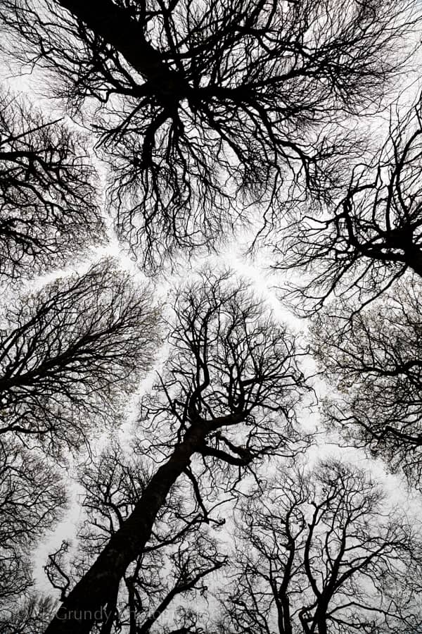 Crown Shyness Winter Trees Photo