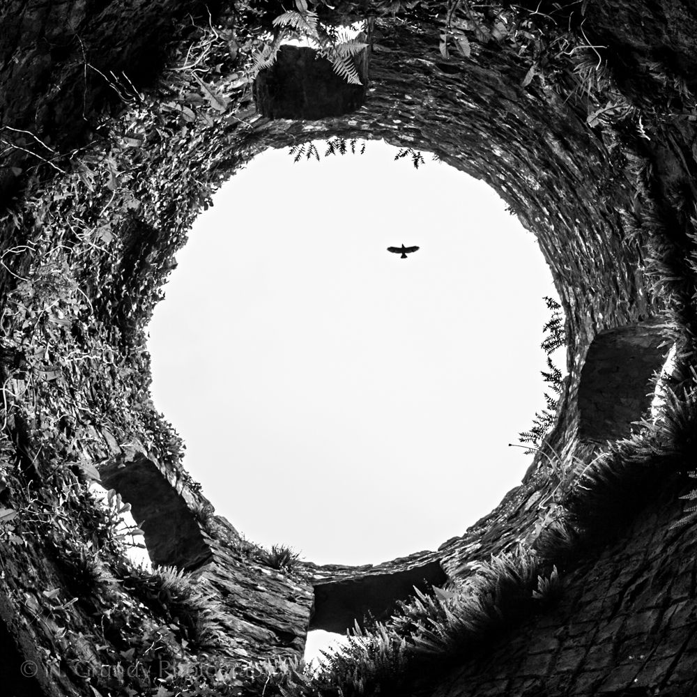 Boyle Abbey Crow by Irish Photographer