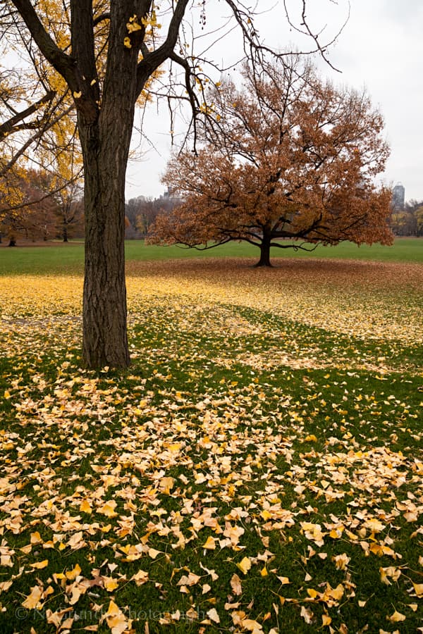 Central Park Fall Colours