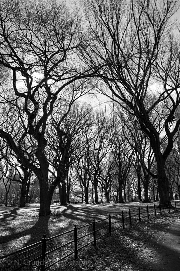 Central Park Winter Trees