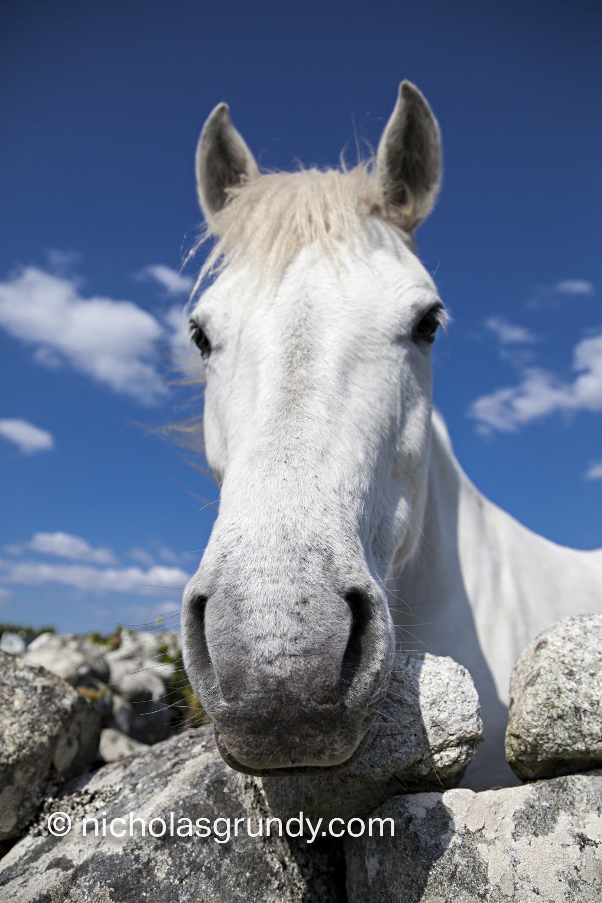 Connemara Pony Photo