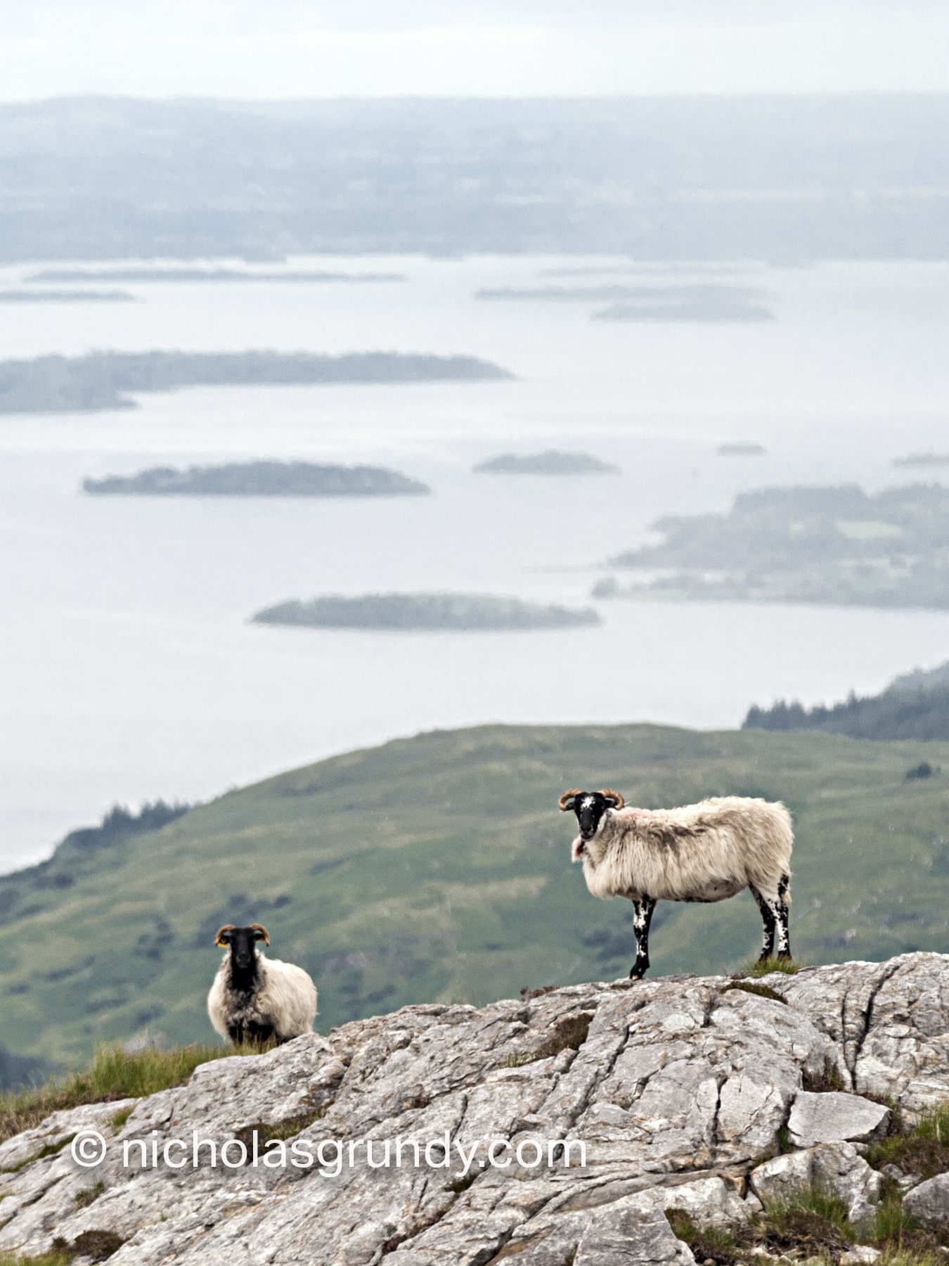 Lough Corrib Sheep Lackavrea