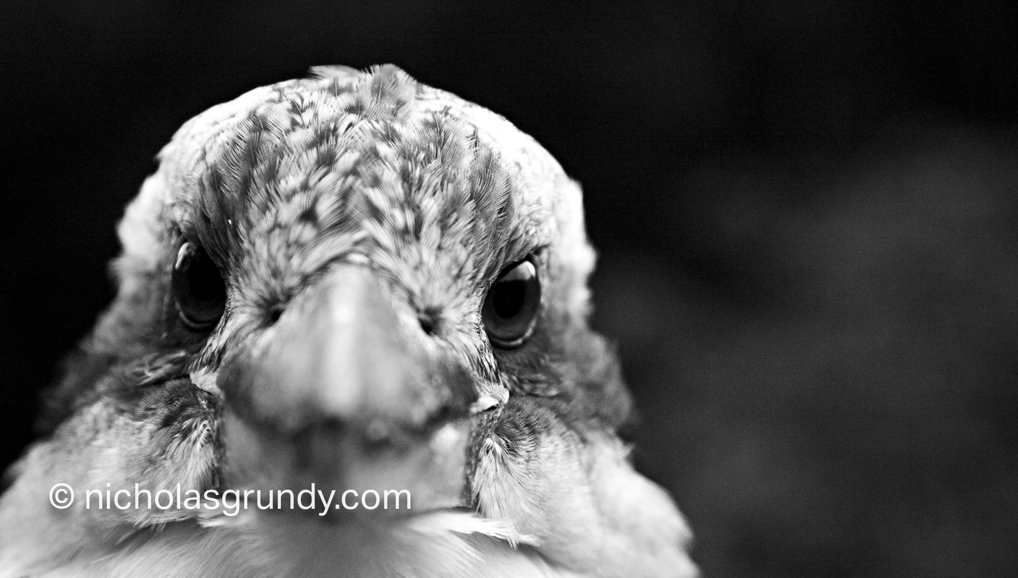 Commercial Photographer Galway Curious Kookaburra