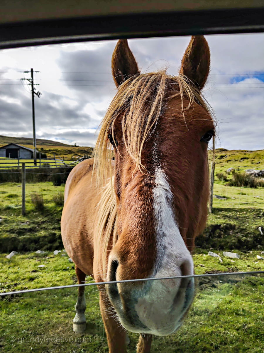 Curious Horse in Ireland Photo
