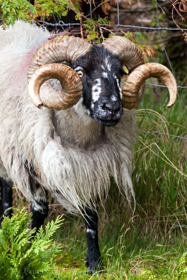 Connemara Ram Horns