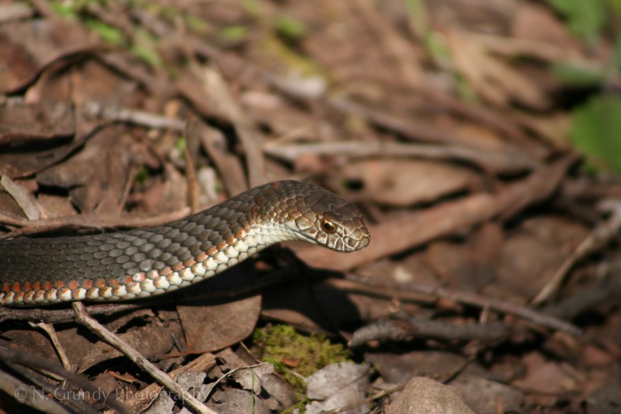 Photo of Copperhead at Cathedral Range