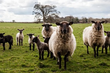 County Galway Sheep Photograph