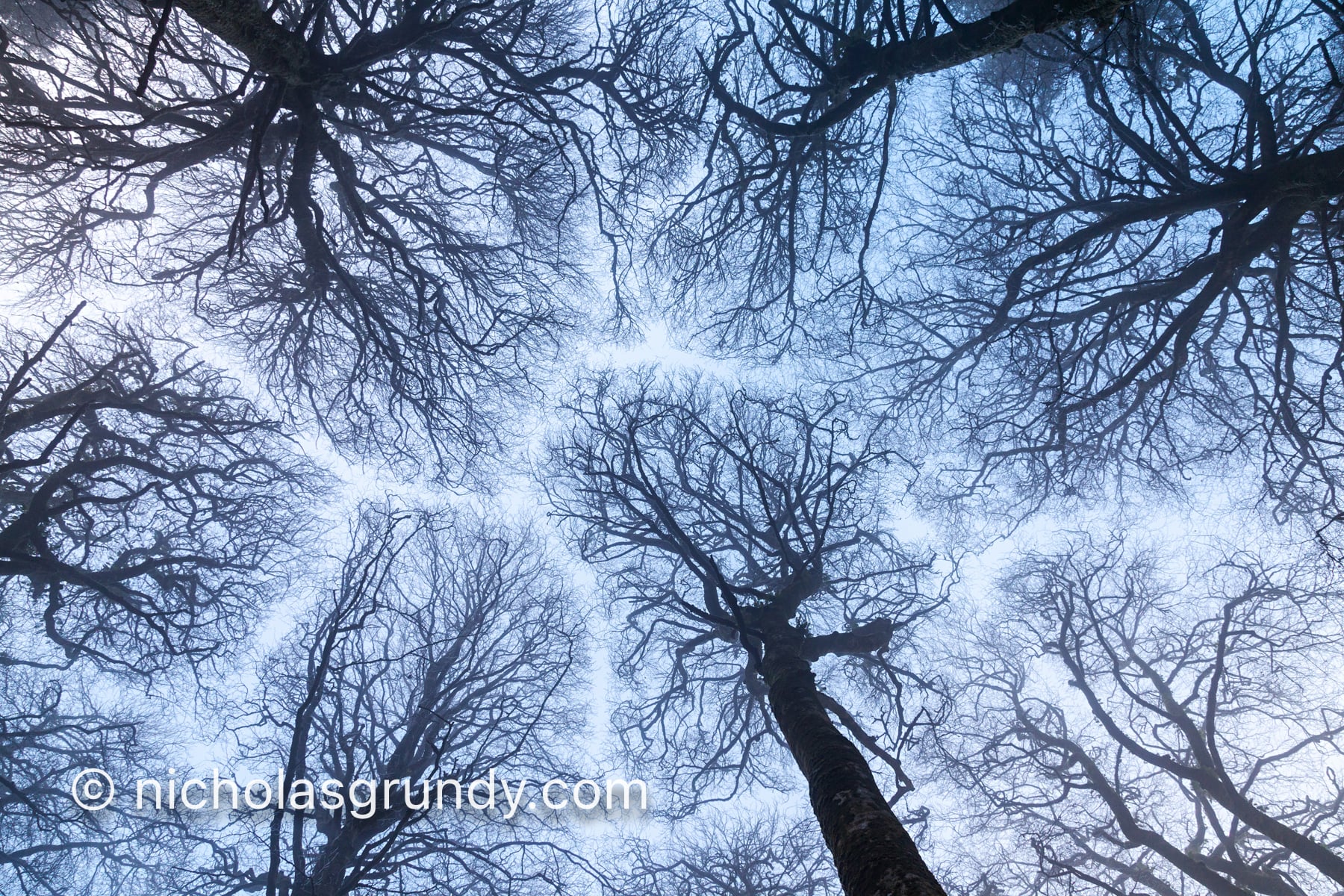 Crown Shyness Forest Photo