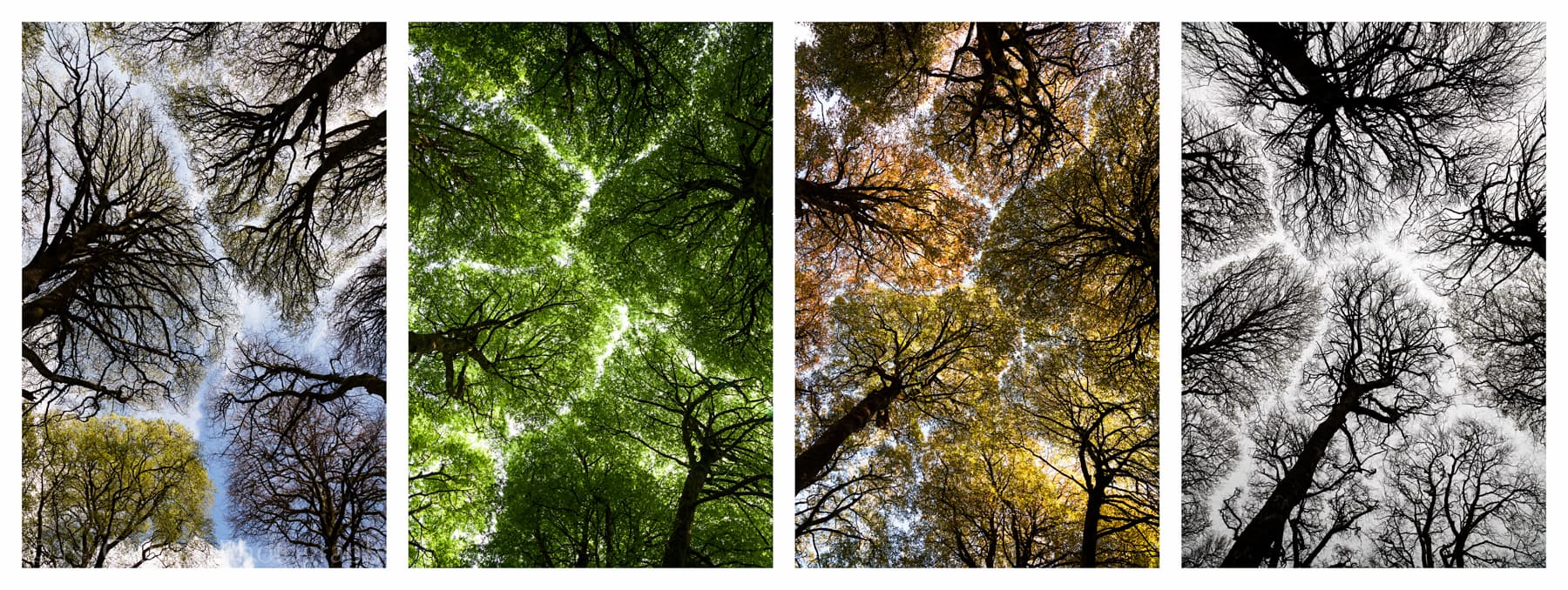 Photos of four seasons of crown shyness trees