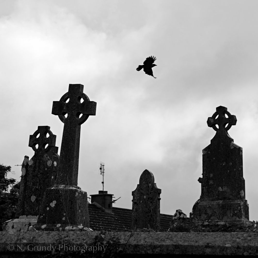 Photo of Crows at Cemetery in Galway