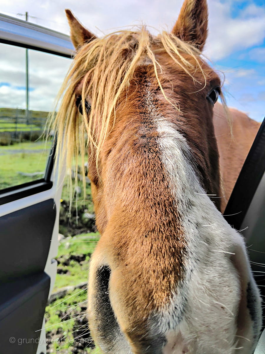 Inquisitive Irish Horse Photo