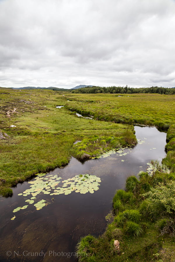 Lily Pads in Connemara