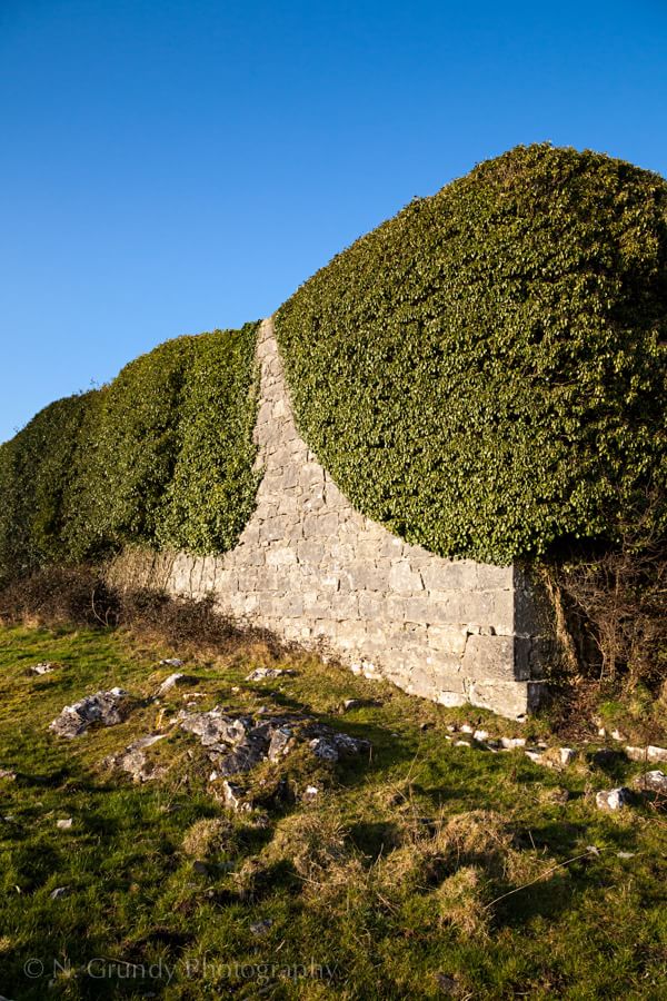 Photo of Ivy on Castle Wall in Ireland