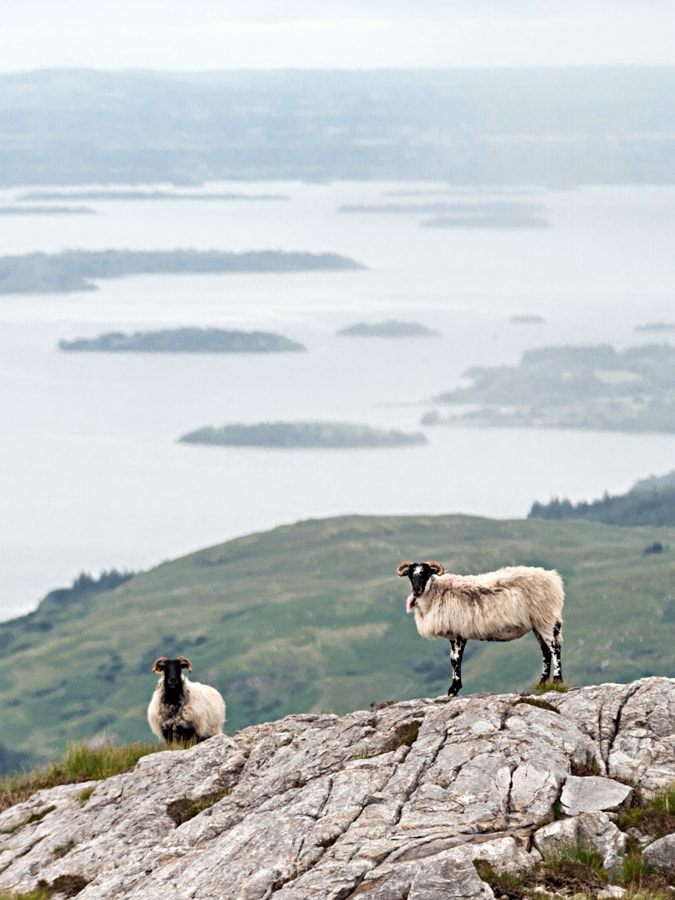 Sheep on Lackavrea with Lough Corrib Photo
