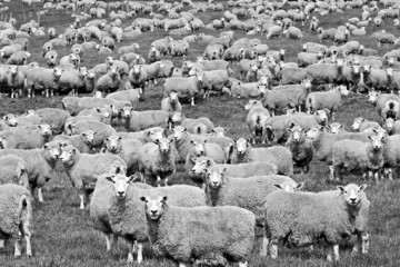 New Zealand Sheep Photo