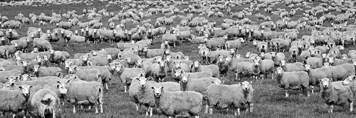New Zealand Sheep Photo