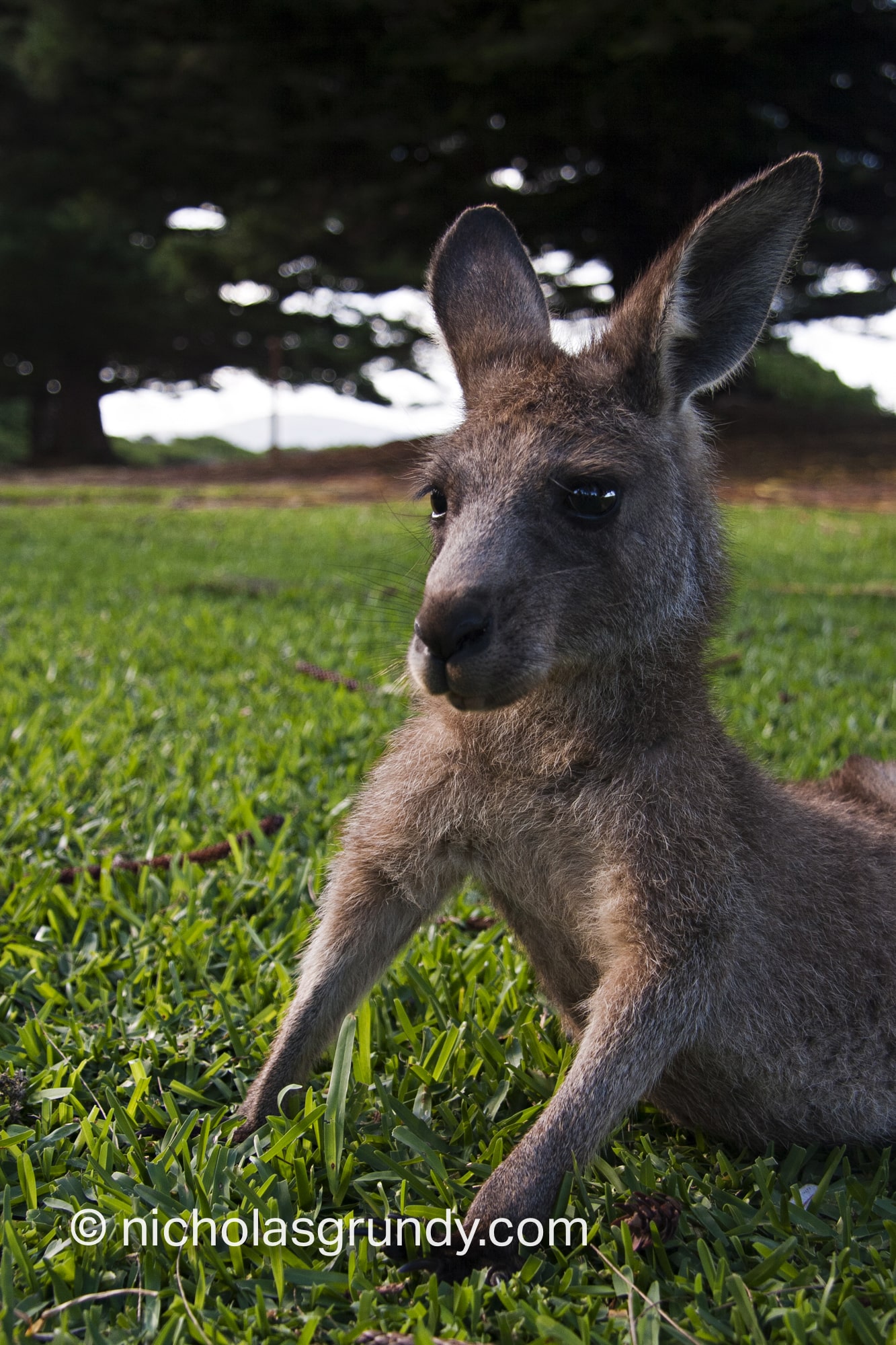 Kangaroo Stretching