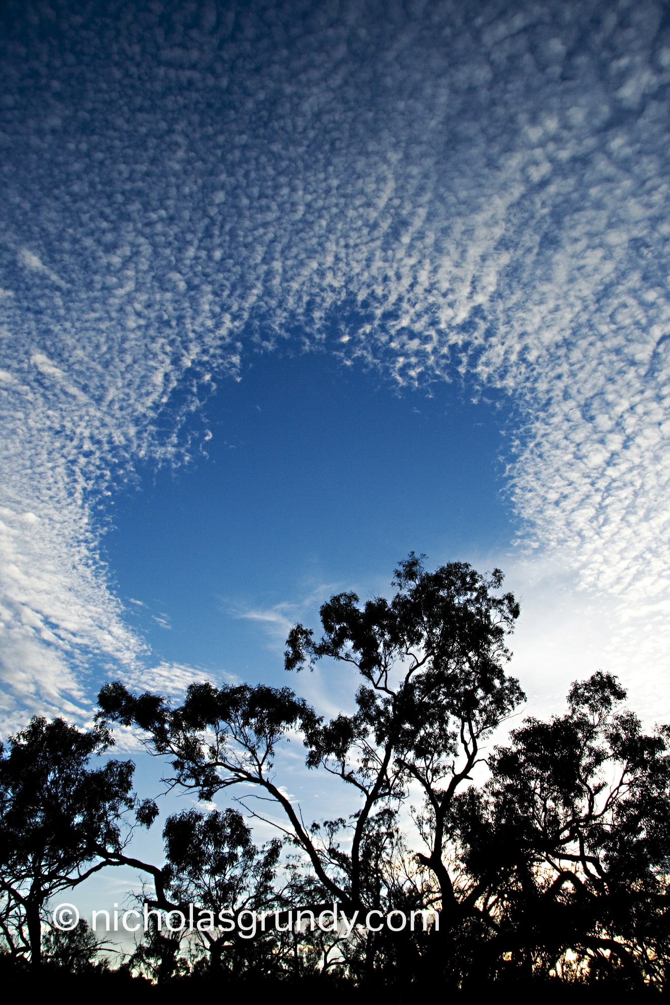 Eucalyptus Clouds