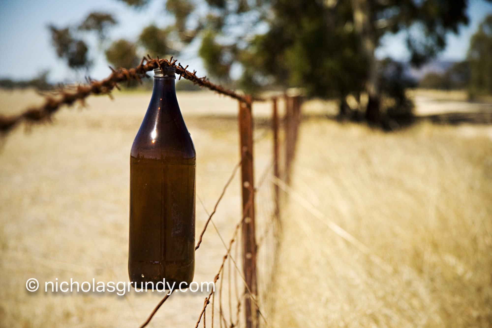 Longneck Beer Stuck in Fence