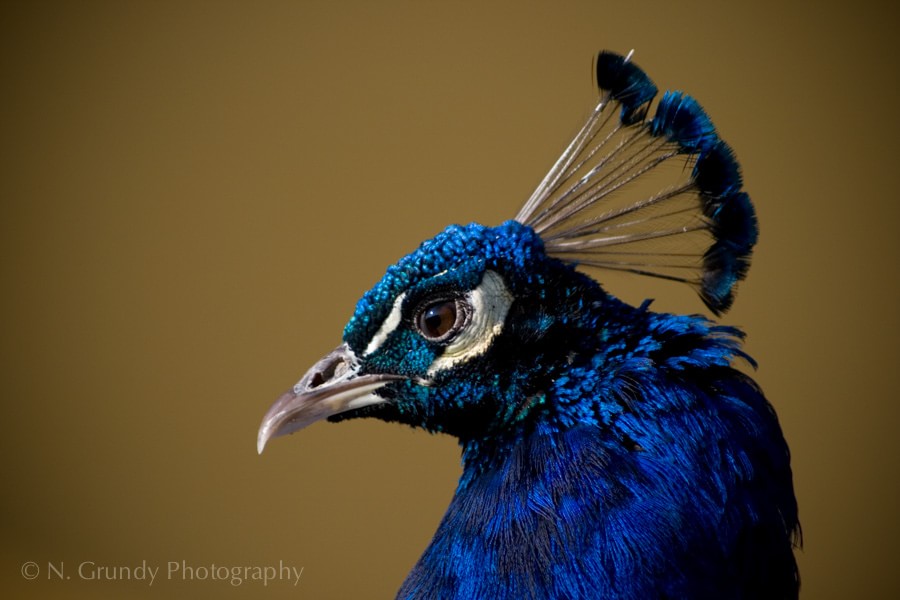 Peacock Portrait Photo