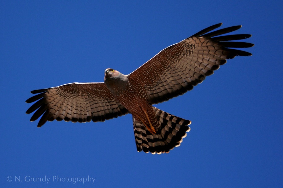 Red Spotted Harrier Photo