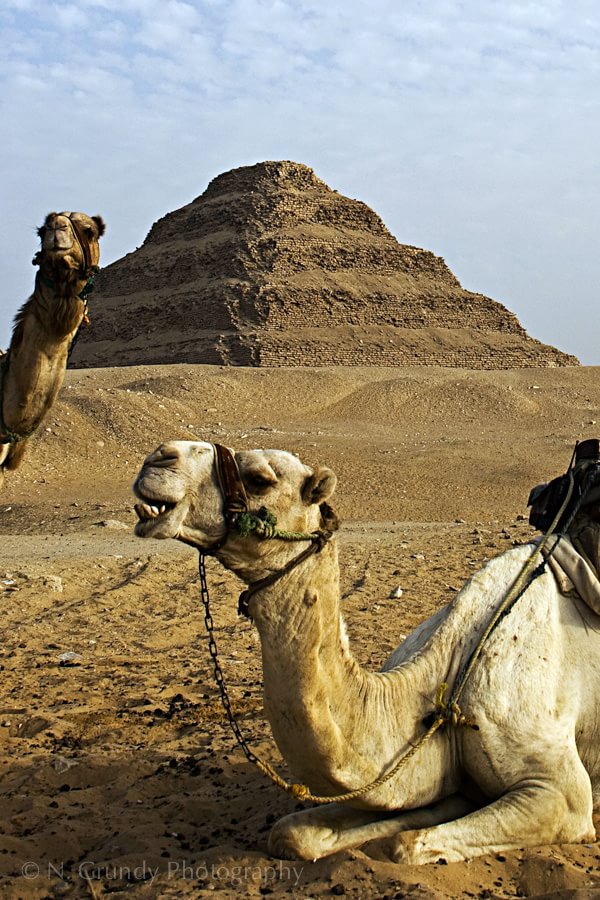 Samara Camels