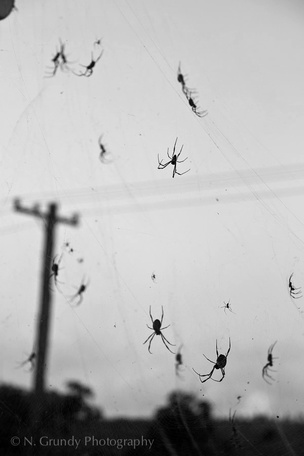 Spider Nightmare Photo