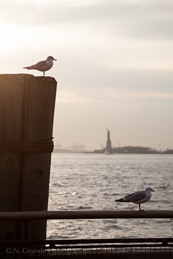 NY Seagulls
